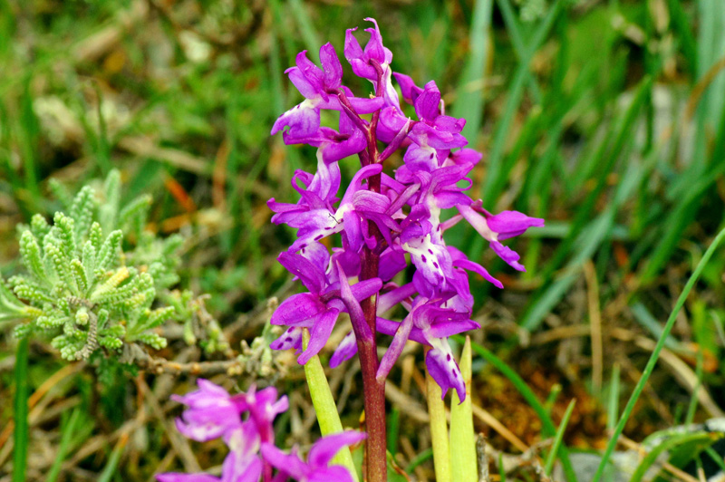 Orchis mascula subsp. ichnusae / Orchide di Sardegna